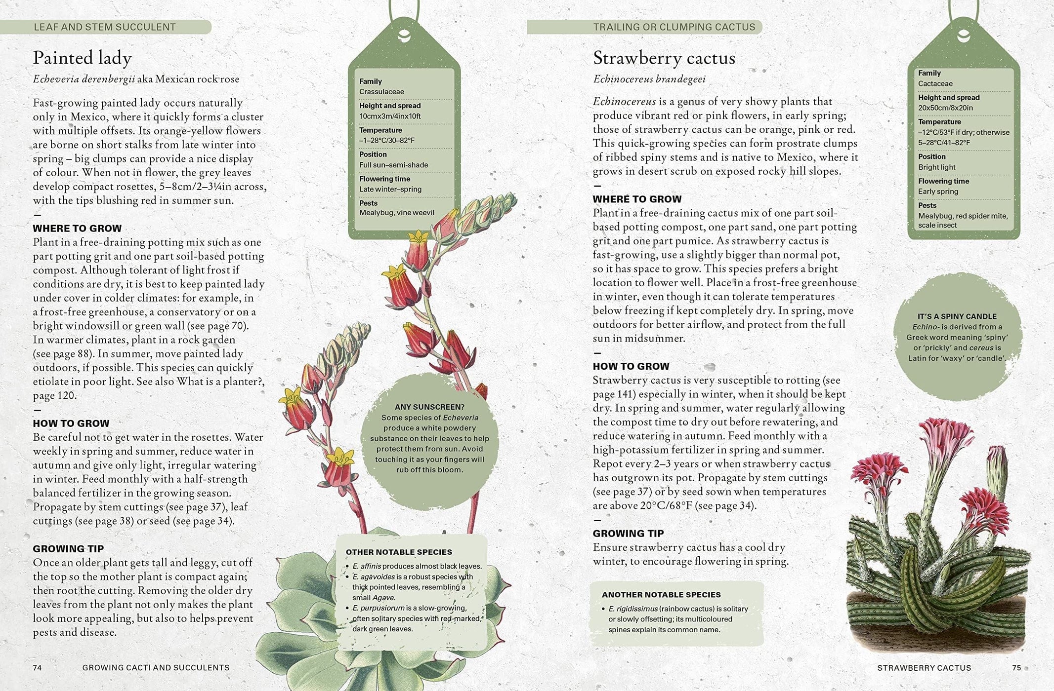 The Kew Gardener's Guide To Growing Cacti And Succulents — Gardening ...