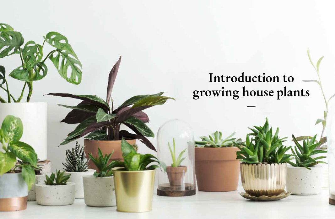 the kew gardener's guide to growing house plants The Kew Gardener's Guide To Growing House Plants — Gardening Gifts Co
