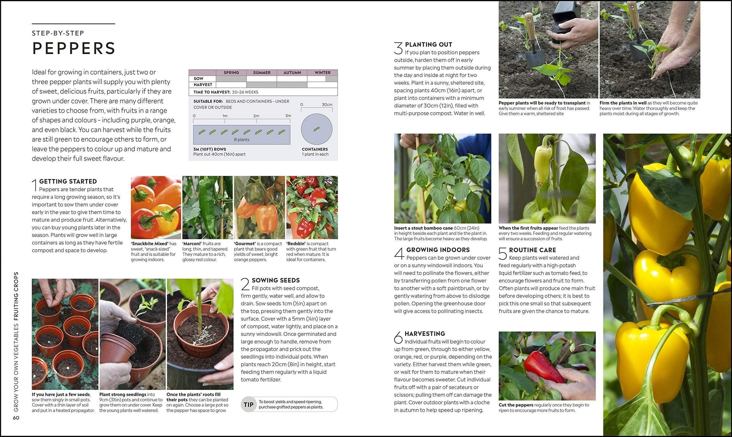 RHS Step-by-Step Veg Patch: A Foolproof Guide to Every Stage of Growing ...