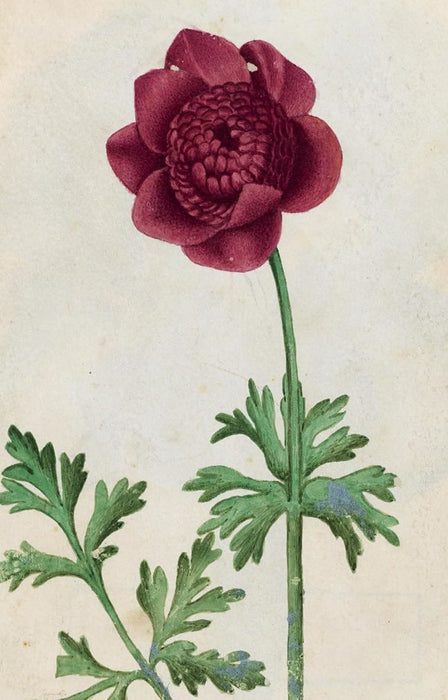 Royal Horticultural Society (RHS) Postcards & Notecards - 100 Flowers RHS Postcards