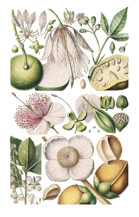Royal Horticultural Society (RHS) Postcards & Notecards - 100 Flowers RHS Postcards