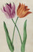 Royal Horticultural Society (RHS) Postcards & Notecards - 100 Flowers RHS Postcards