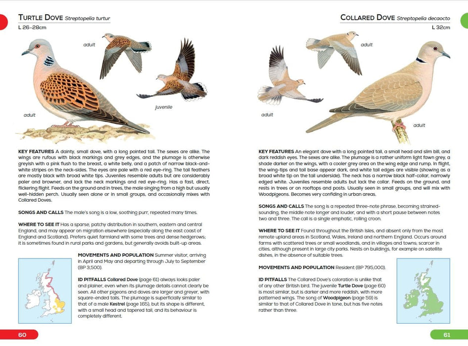 RSPB Books - Pocket Guide to British Birds