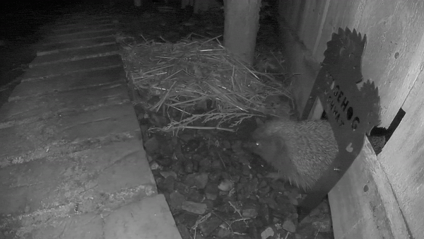 Seedball Garden Accessories - Hedgehog Highway