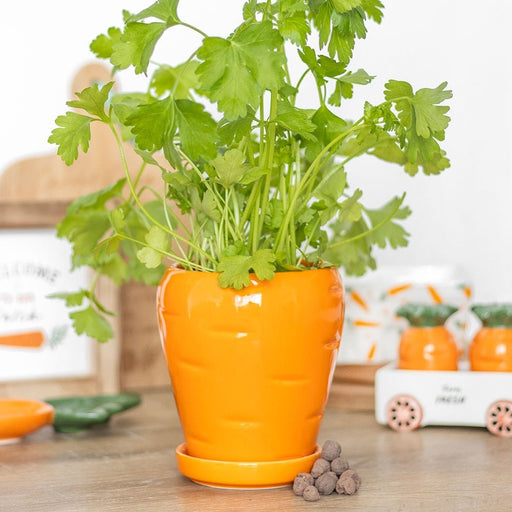 Something Different Plant & Herb Growing Kits - Carrot Shaped Plant Pot with Parsley Seed Balls