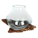 Something Different Plant Terrariums - Molten Glass Bowl on Root Wood Stand